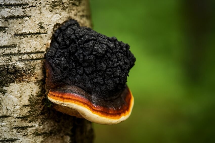 Chaga Mushroom-The Complete Guide to the King of Medicinal Mushrooms