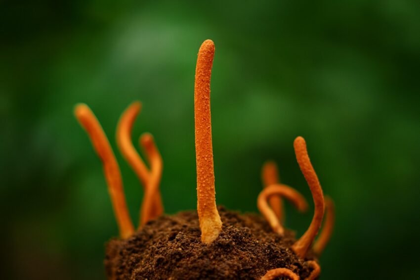 Cordyceps Mushroom-Natures Energy Booster Explained
