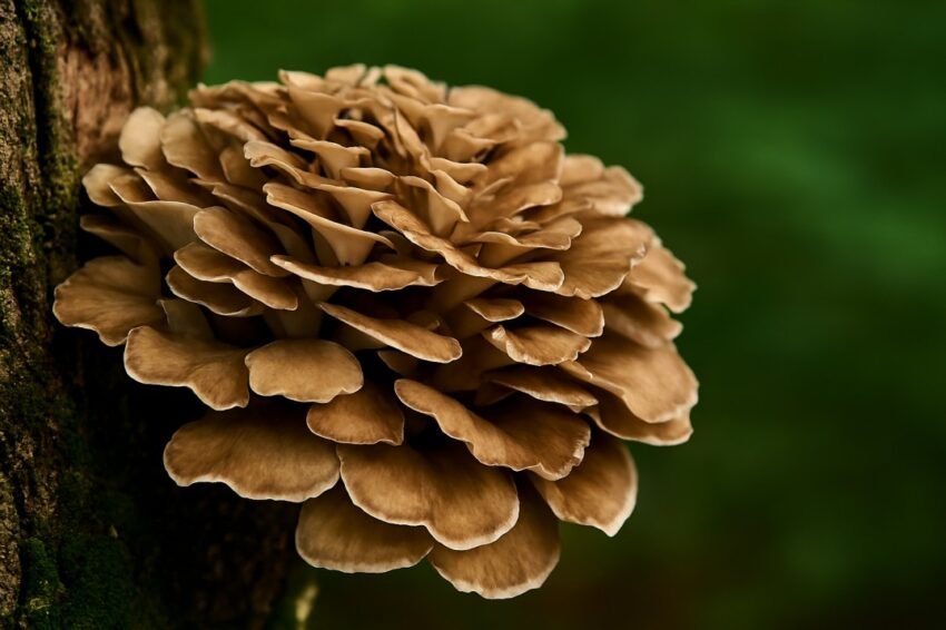 Maitake Mushroom-The Complete Guide to the Dancing Mushroom