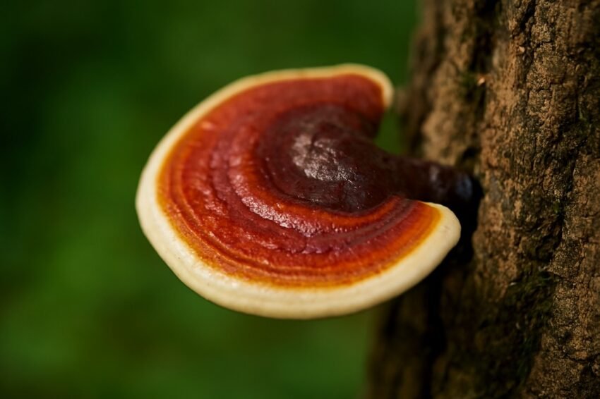Reishi Mushroom-The Ultimate Guide to the Mushroom of Immortality