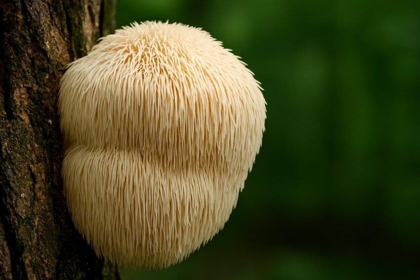 The Ultimate Guide to Lions Mane Mushroom-Benefits_Dosage_and Side Effects