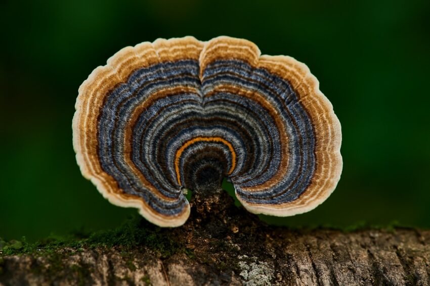 Turkey Tail Mushroom-The Complete Guide to the Immune-Boosting Powerhouse.jpg